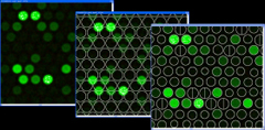 Microarray Grid